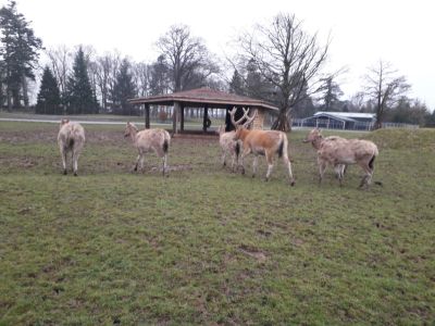 Blair Drummond Safari Park
Description in Album Category

